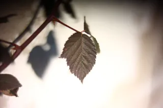 KOWA SUPER PROMINAR-16 50mm f1.2 Eiki 16mm (DIY) - 00002042.webp