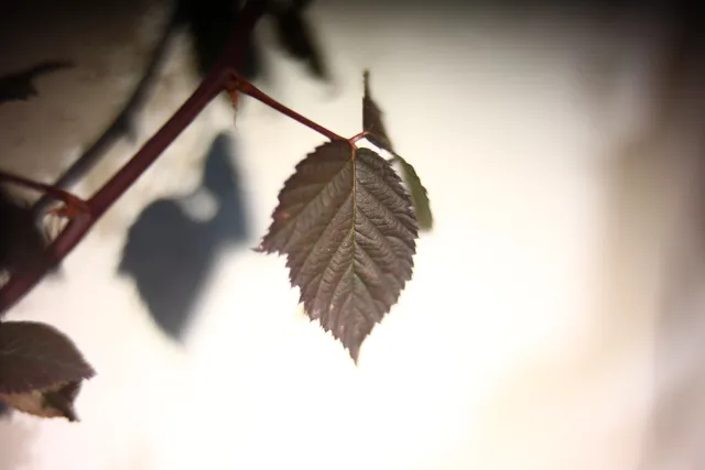 KOWA SUPER PROMINAR-16 50mm f1.2 Eiki 16mm (DIY) - 00002042.webp