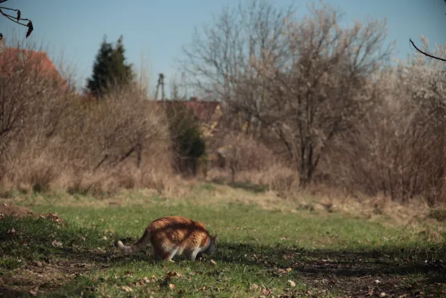 Vivitar Series 1 28-105mm f2.8-3.8 VMC Macro (Olympus OM) - 00005514.webp