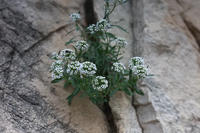 Minolta MC Rokkor-PF 55mm f1.7 (Minolta MCMD) - 00003027.webp