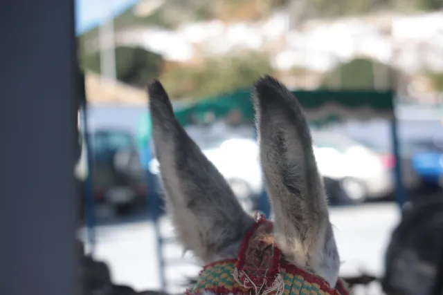 Minolta MC Rokkor-PF 55mm f1.7 (Minolta MCMD) - 00003087.webp