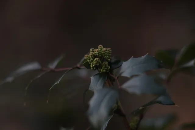 Carl Zeiss Jena DDR S 180mm f2.8 Zebra (M42) - 00004758.webp