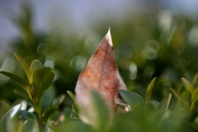 Helios 44-M-2 Trioplan Mod (M42) - 00005154.webp