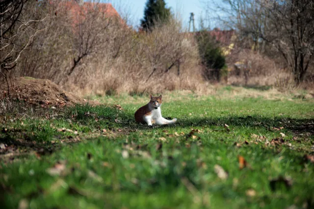 Vivitar Series 1 28-105mm f2.8-3.8 VMC Macro (Olympus OM) - 00005511.webp