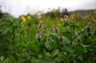 Carl Zeiss Flektogon f4 20mm (m42).md - 00004460.webp