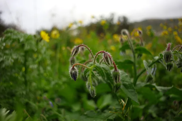 Carl Zeiss Flektogon f4 20mm (m42).md - 00004460.webp