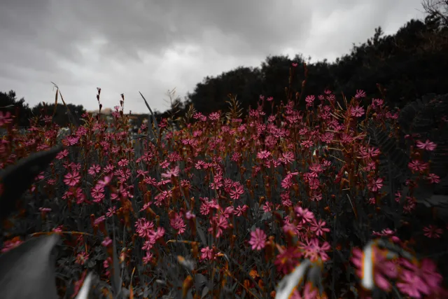 Carl Zeiss Flektogon f4 20mm (m42).md - 00004511.webp