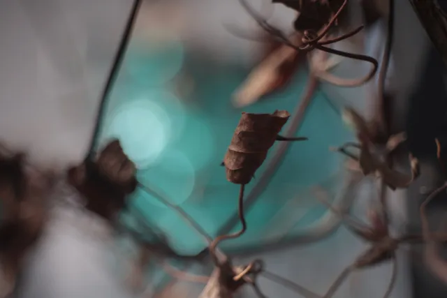 Meyer-Optik Görlitz Domiplan f2.8 50mm (M42) - 00005136.webp