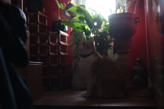 Asahi Opt. Co. SMC Pentax-M 50mm f1.7 (Pentax-K) - 00004728.webp