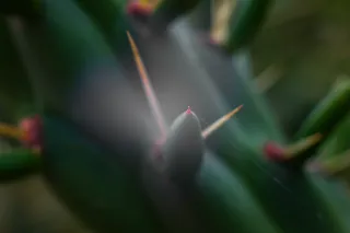 Carl Zeiss Jena DDR Pancolar Electric 50mm f1.8 (M42) - 00004553.webp