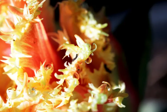 Canon Macro Lens FD 50mm f3.5 S.S.C. (FD) - 00004943.webp