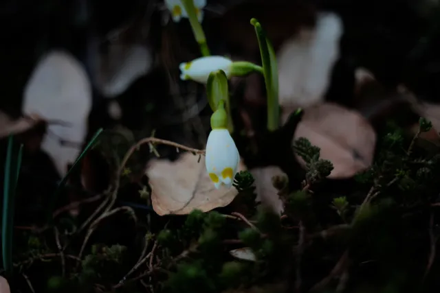 Kilfitt Makro-Kilar D f2.8 40mm (EXA) - 00004882.webp