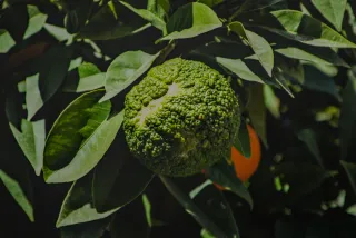 Tamron 28-300mm F3.5-6.3 (EF) - 00001076.webp