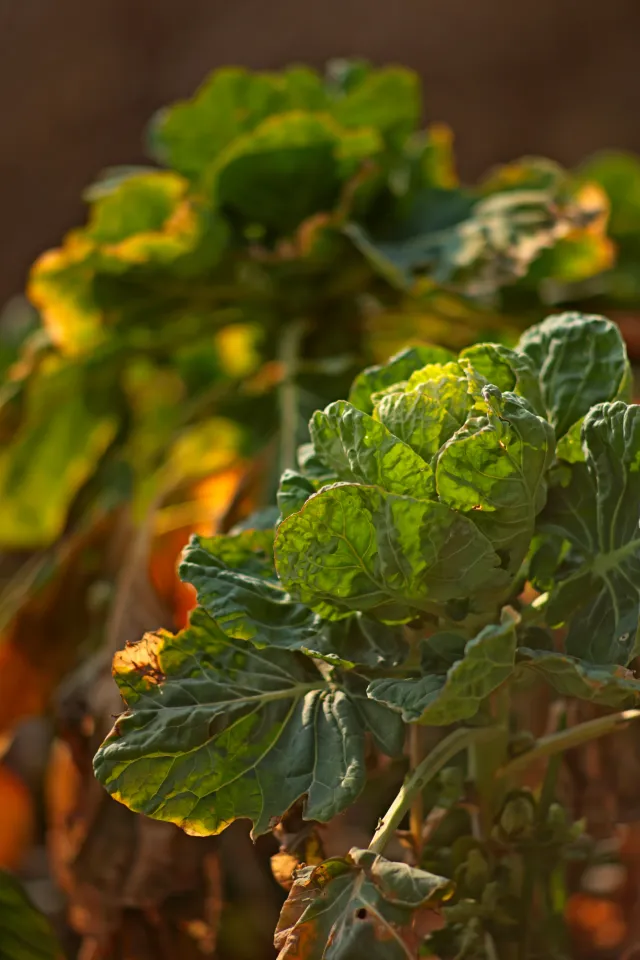 Canon Lens FD 135mm f2.5 S.C. (FD) - 00005265.webp