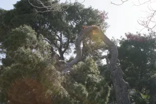 Tamron 28-300mm F3.5-6.3 (EF) - 00003708.webp