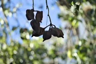 Industar-50-2 50mm f3.5 (M42) - 00001294.webp