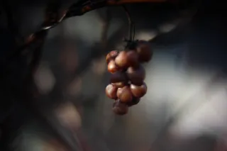 KOWA SUPER PROMINAR-16 50mm f1.2 Eiki 16mm (DIY) - 00001969.webp