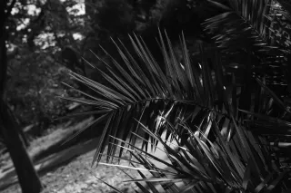 Carl Zeiss Jena DDR Pancolar Electric 50mm f1.8 (M42) - 00003619.webp