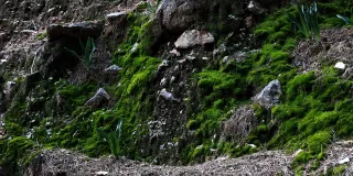 Minolta MC Rokkor-PF 55mm f1.7 (Minolta MCMD) - 00002998.webp