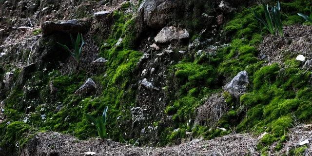 Minolta MC Rokkor-PF 55mm f1.7 (Minolta MCMD) - 00002998.webp