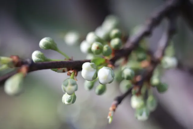 Canon Macro Lens FD 50mm f3.5 S.S.C. (FD) - 00005657.webp