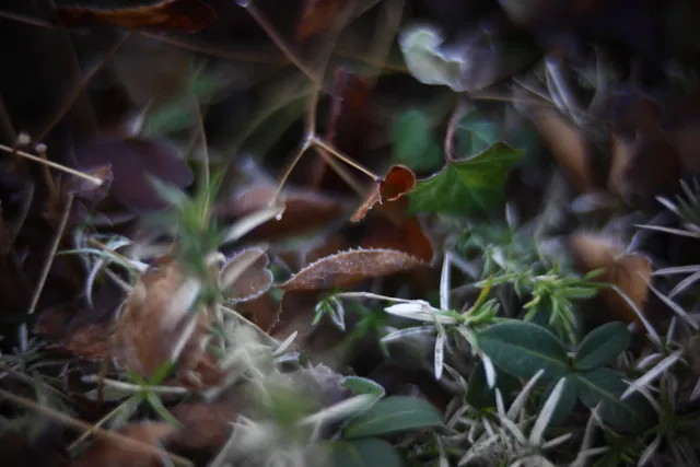 KOWA SUPER PROMINAR-16 50mm f1.2 Eiki 16mm (DIY) - 00002023.webp