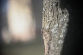 Vivitar Series 1 70-210mm f3.5 Macro Focusing (FD) - 00004741.webp