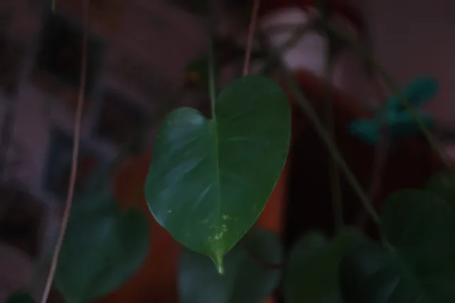 Edar f2.8 100mm ŁZK (M42) - Wersja Eksportowa - 00002287.webp