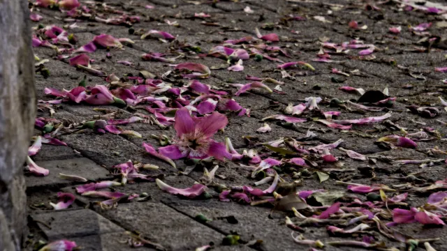 Industar-50-2 50mm f3.5 (M42) - 00002397.webp