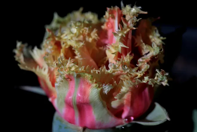 Canon Macro Lens FD 50mm f3.5 S.S.C. (FD) - 00004944.webp