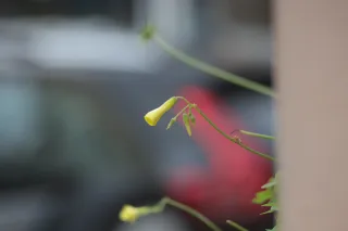 Tair-11A 135mm f2.8 (M42) - 00003329.webp