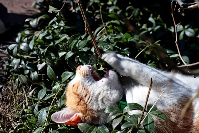 Canon Macro Lens FD 50mm f3.5 S.S.C. (FD) - 00004931.webp