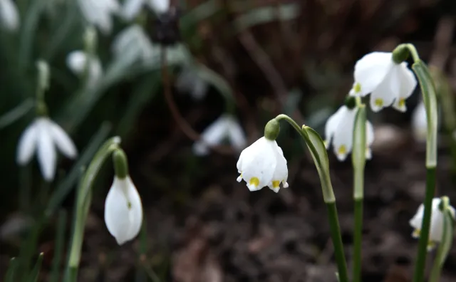 Formula 5 Gold Crown Macro Zoom 60-150mm f4 MC (M42) - 00005021.webp