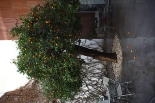 Auto Exaktar EEM 35mm f2.8 ( Minolta MD) - 00002801.webp