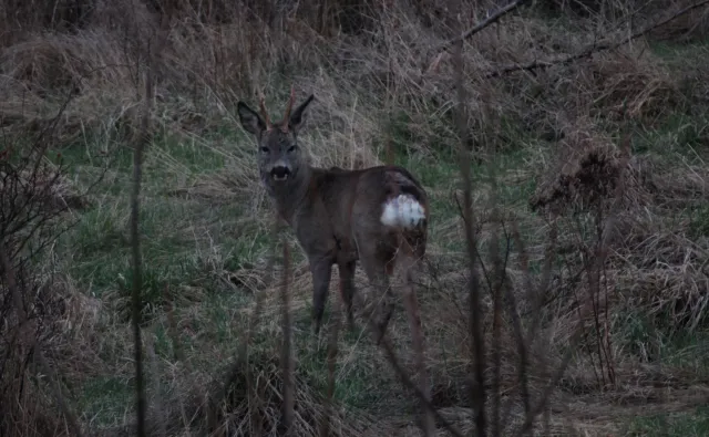 Sigma 400mm f5.6 APO (Nikon AF) - 00005493.webp