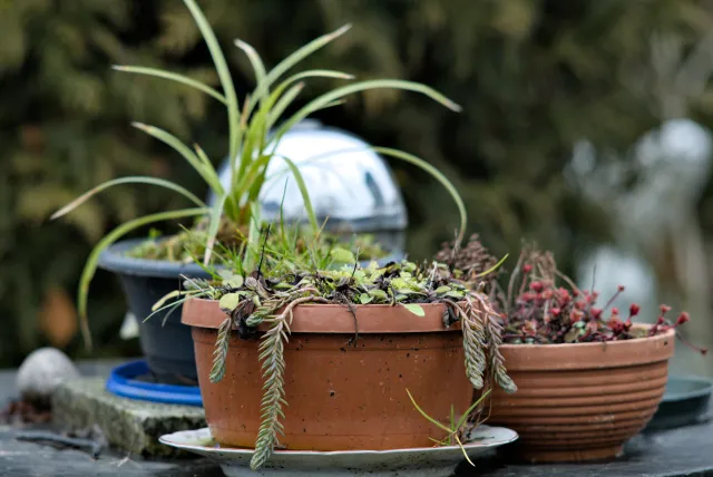 Carl Zeiss Jena Sonnar 180mm f2.8 MC (P6) - 00001525.webp