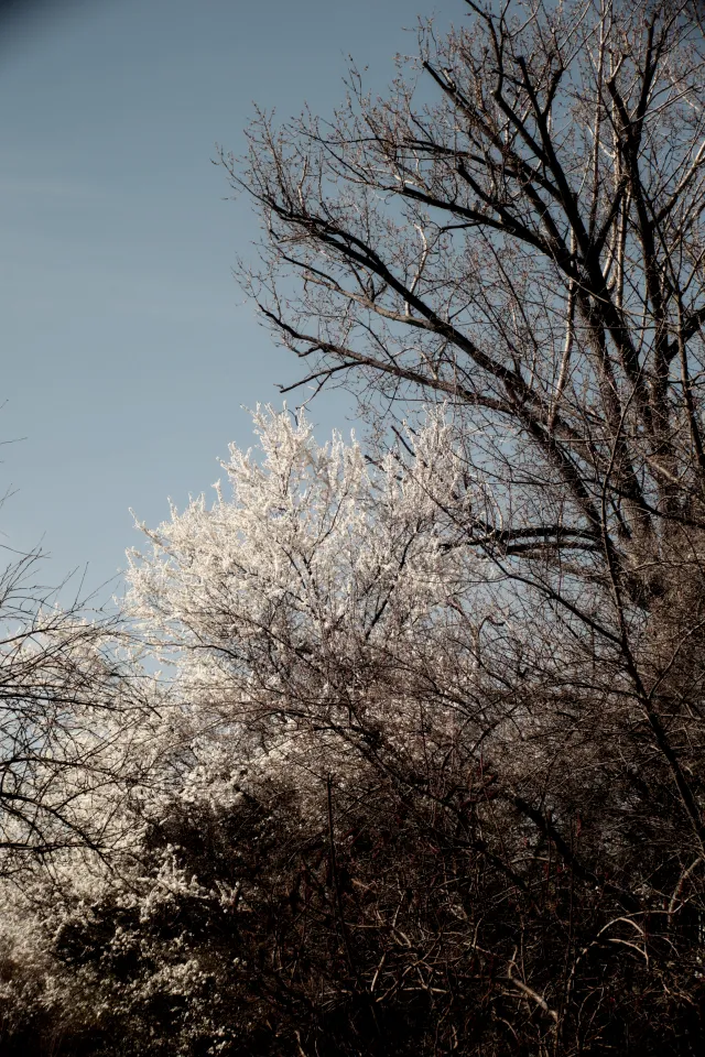 Vivitar Series 1 28-105mm f2.8-3.8 VMC Macro (Olympus OM) - 00005507.webp