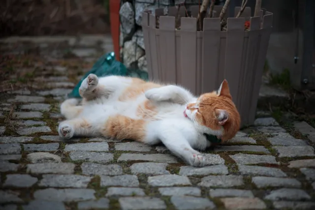 Formula 5 Gold Crown Macro Zoom 60-150mm f4 MC (M42) - 00005017.webp