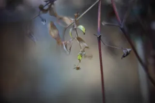 KOWA SUPER PROMINAR-16 50mm f1.2 Eiki 16mm (DIY) - 00001967.webp