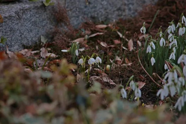 Isco-Göttingen Edixa Westromat 135mm f3.5 (M42) - 00004983.webp
