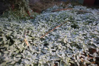 Auto Exaktar EEM 35mm f2.8 ( Minolta MD) - 00001997.webp