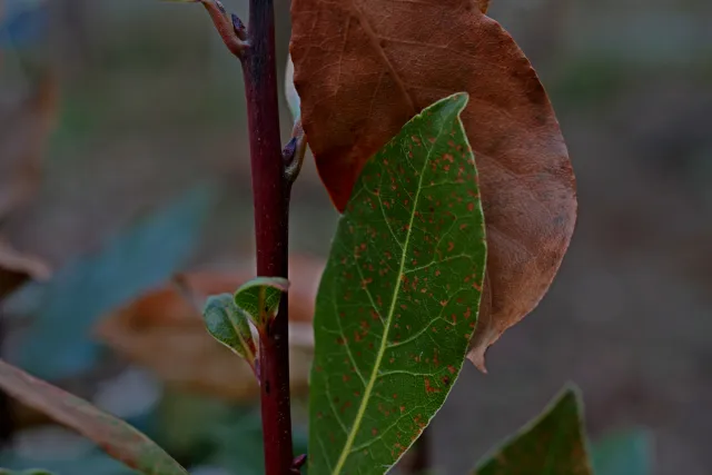 Canon Macro Lens FD 50mm f3.5 S.S.C. (FD) - 00005251.webp