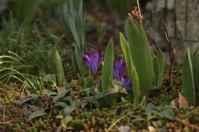 Olympus E-Zuiko Auto-T 135mm f3.5 (Olympus OM) - 00005376.webp