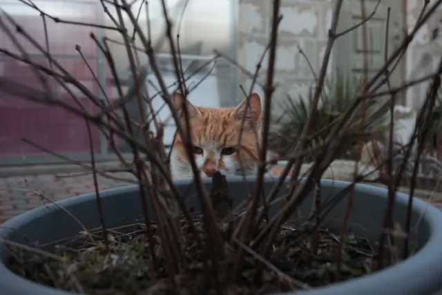 Kilfitt Makro-Kilar D f2.8 40mm (EXA) - 00004867.webp