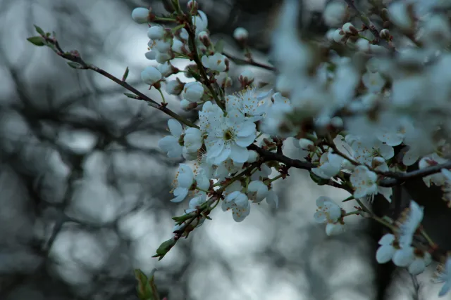 Canon FD 70-210mm f4 (FD) - 00005463.webp