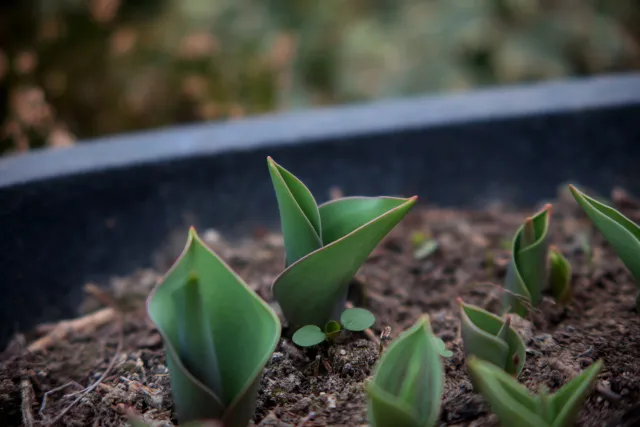 Formula 5 Gold Crown Macro Zoom 60-150mm f4 MC (M42) - 00005026.webp