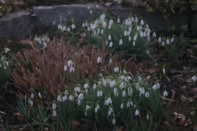 Olympus OM-System S Zuiko Auto-Zoom 28-48mm f4 (Olympus OM) - 00004991.webp