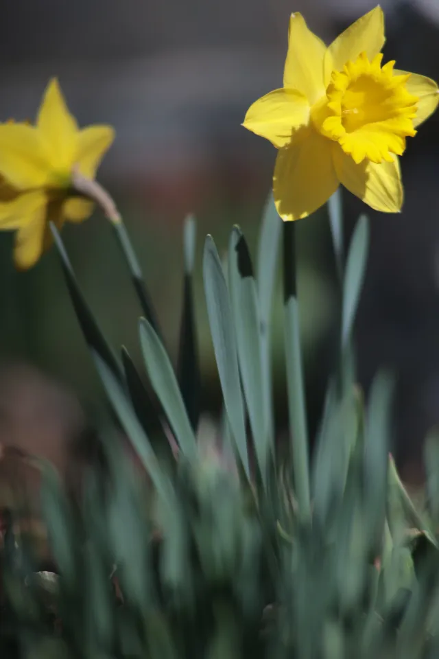 Vivitar Series 1 70-210mm f3.5 VMC V2 (Olympus OM) - 00005567.webp