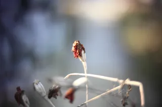 KOWA SUPER PROMINAR-16 50mm f1.2 Eiki 16mm (DIY) - 00001970.webp