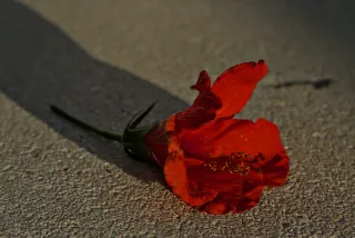 Zenith Helios-77M-4 50mm f1.8 VOMZ (M42) - 00000679.webp